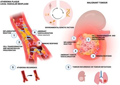 Clinical implications of inflammation in atheroma formation and novel therapies in cardiovascular diseases